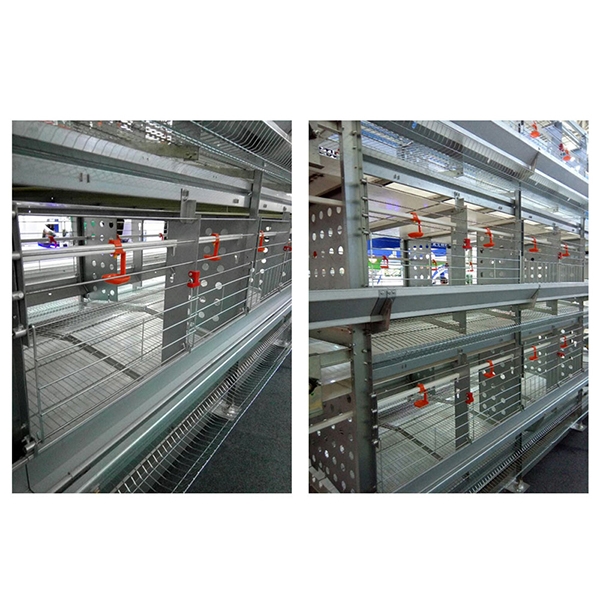 层叠式种鸡笼养装备