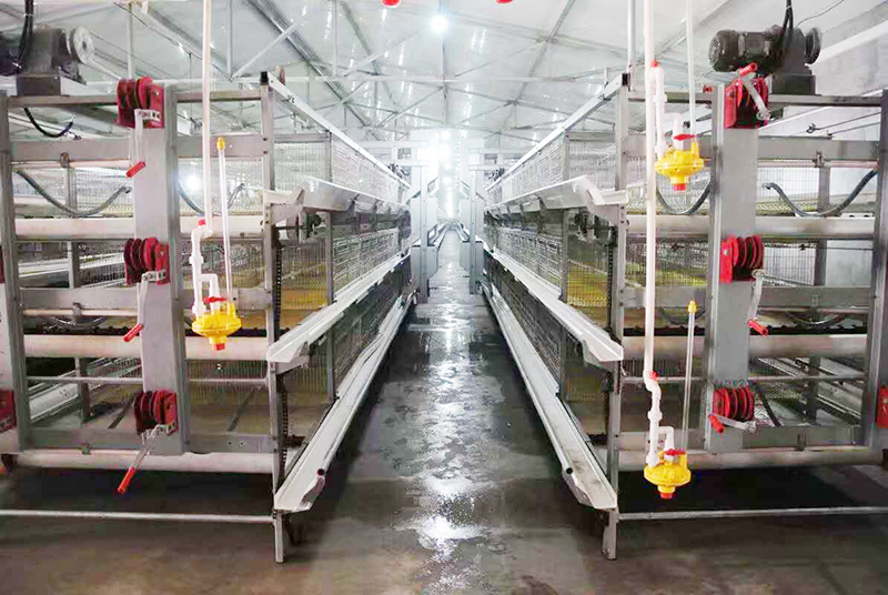 肉鸡行情，，及养殖肉鸡装备