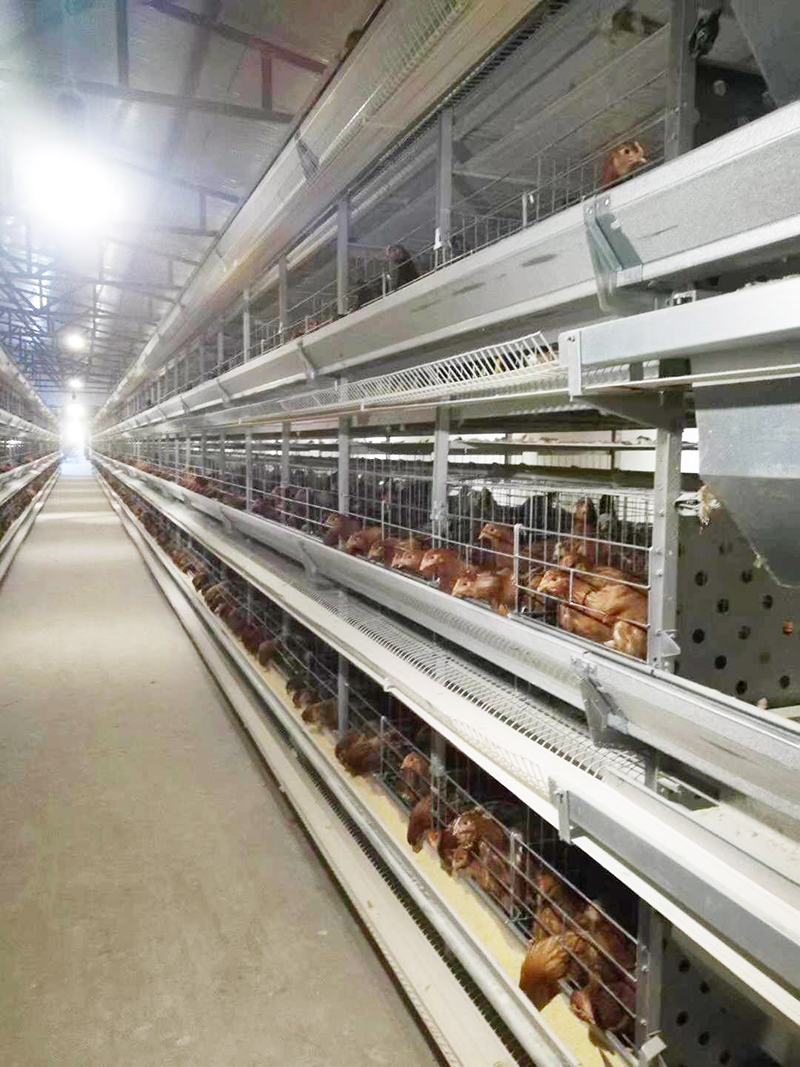 养殖用蛋鸡装备包括那些详细的？？