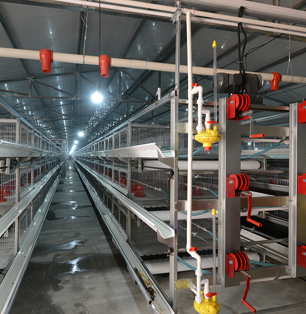 使用肉鸡装备时怎样对肉鸡笼子举行消毒？？