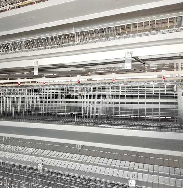 某集团肉鸡装备操作治理规范，，珍藏吧！