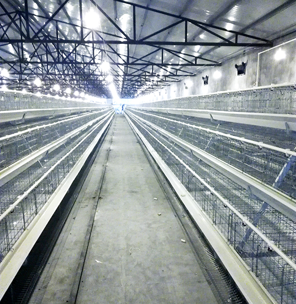 蛋鸡装备应该怎样选！？蹊径式好照旧层叠式好呢？