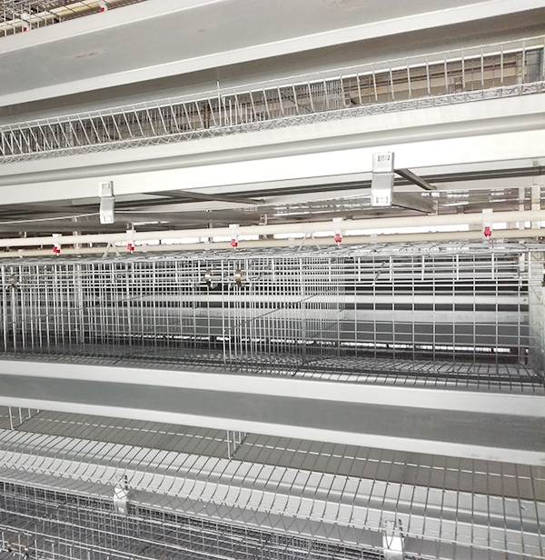 秋季肉鸡装备怎样合理使用，，你知道吗？？？